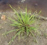 Carex canescens