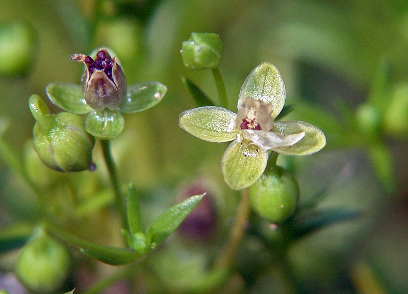 Image of Sagina procumbens specimen.