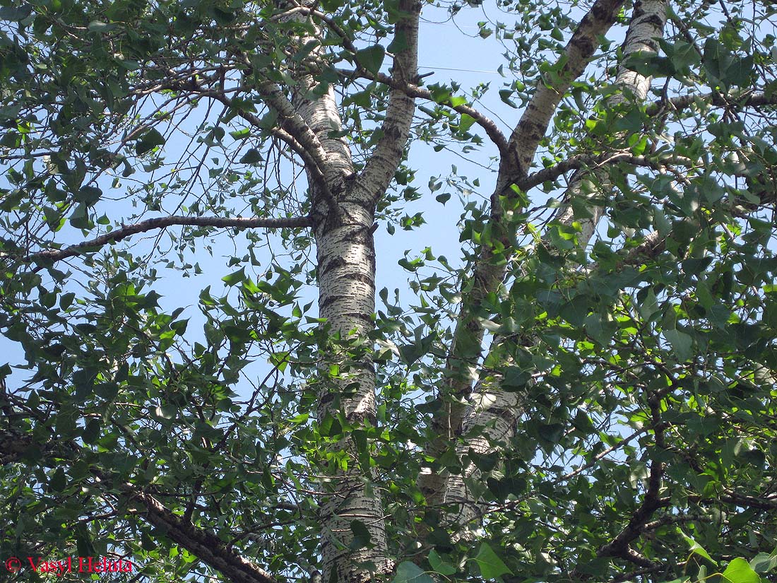 Image of Populus nigra specimen.