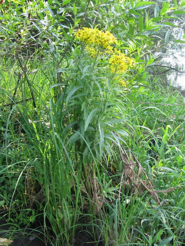 Изображение особи Senecio tataricus.