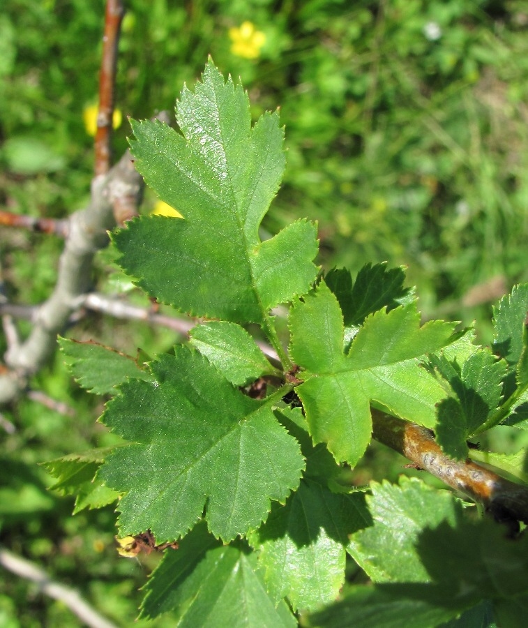 Изображение особи род Crataegus.