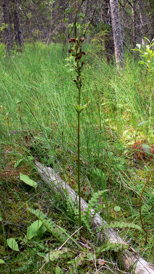 Изображение особи Pedicularis sceptrum-carolinum.