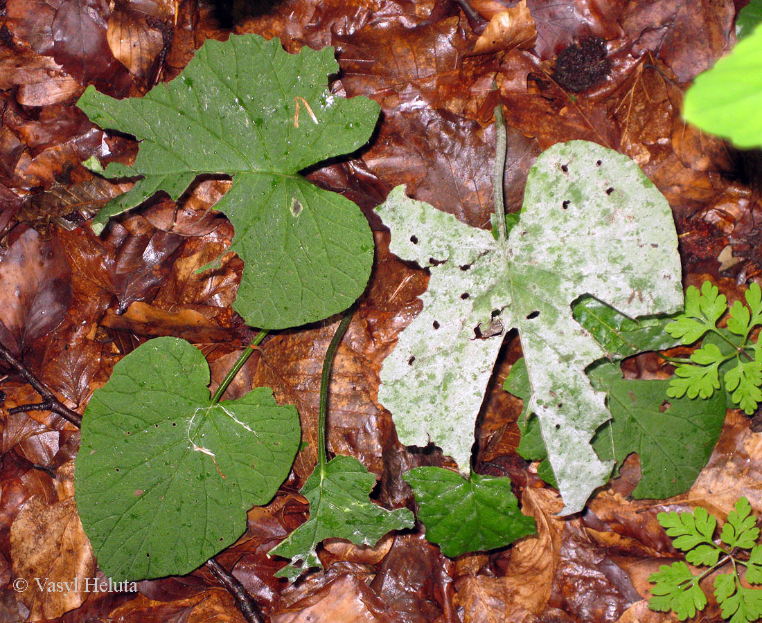 Image of Symphytum cordatum specimen.