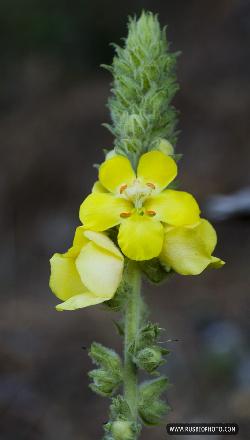 Изображение особи Verbascum phlomoides.