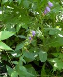 Campanula rapunculoides. Верхушка цветущего и плодоносящего растения. Ростовская обл., г. Азов, в саду. 03.07.2011.