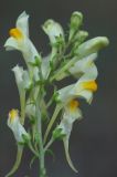 Image of taxon representative. Author is Владимир Эпиктетов