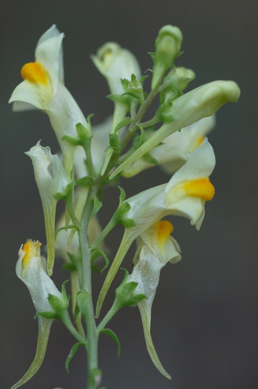 Изображение особи Linaria acutiloba.