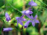 Campanula patula