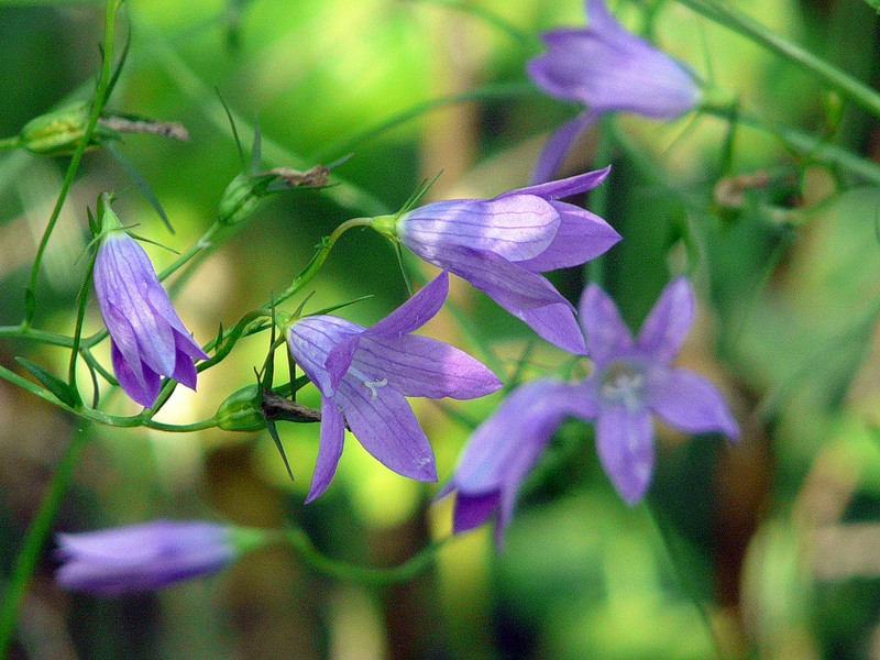 Image of Campanula patula specimen.