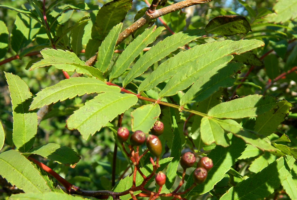 Image of Sorbus aucuparia ssp. glabrata specimen.