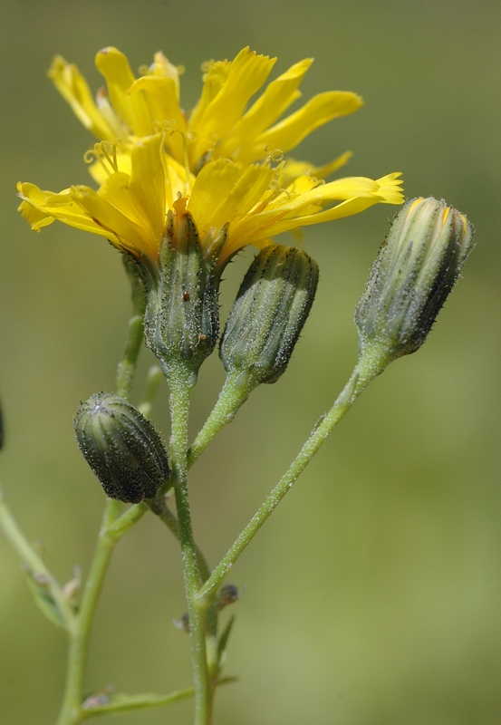 Изображение особи Sonchus arvensis.