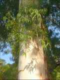 Eucalyptus viminalis. Ствол и одна из нижних ветвей. Абхазия, г. Новый Афон. 5 ноября 2011 г.