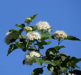 Physocarpus opulifolius. Ветвь с соцветиями. Московская обл., Раменский р-н, окр. дер. Хрипань, дачный участок. 02.06.2007.