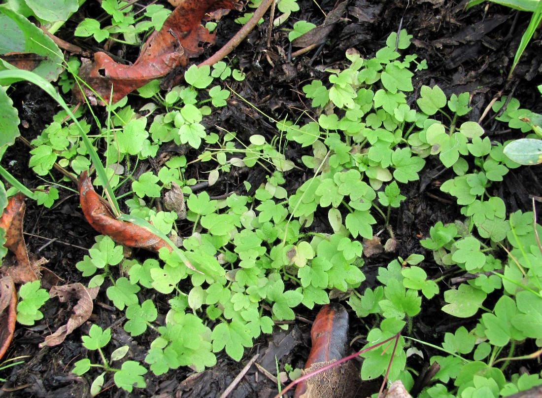 Image of Ranunculus repens specimen.