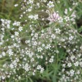 Gypsophila paniculata