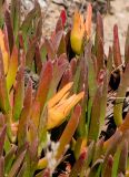 genus Carpobrotus. Плодоносящие растения. Израиль, Шарон, г. Герцлия, высокий берег Средиземного моря. 08.08.2010.