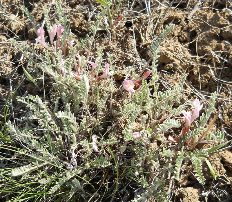 Изображение особи Astragalus testiculatus.