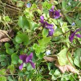 Viola odorata