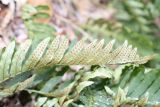 Polypodium vulgare. Обратная сторона вайи с сорусами. Краснодарский край, Новороссийск, окр. с. Глебовское, на перешейке между горами Сапун и Глебовка, дубово-грабовый лес с включением тиса ягодного. 13.02.2011.