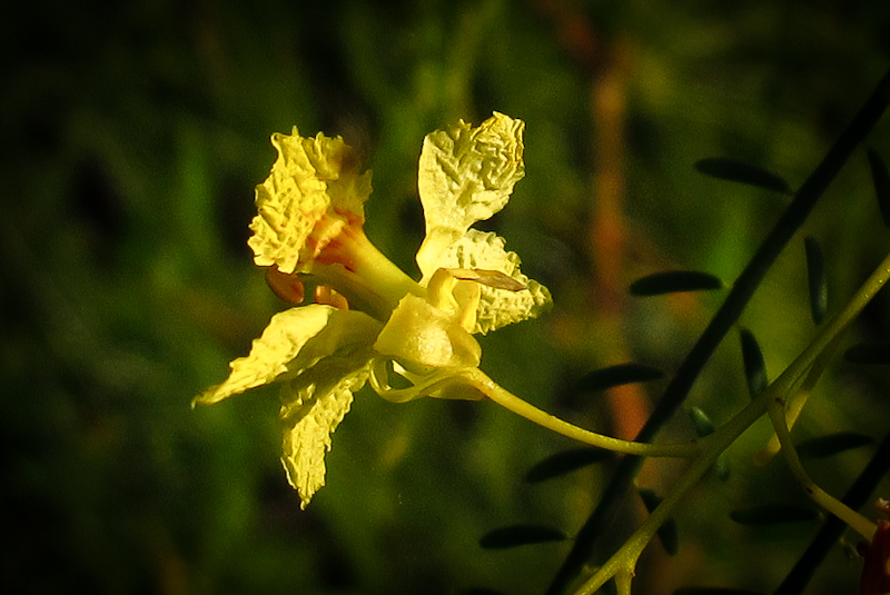 Изображение особи Parkinsonia aculeata.