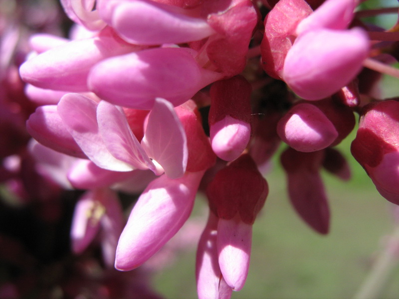 Image of Cercis siliquastrum specimen.