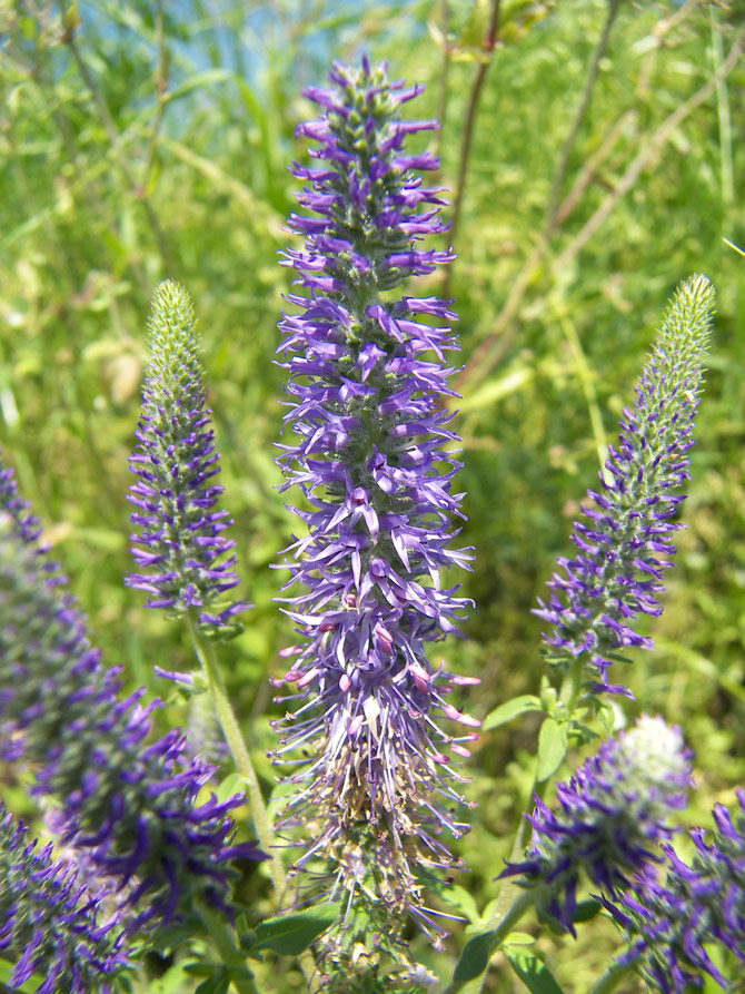 Image of Veronica orchidea specimen.