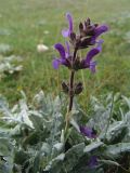 Salvia canescens var. daghestanica