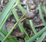 Scilla bifolia