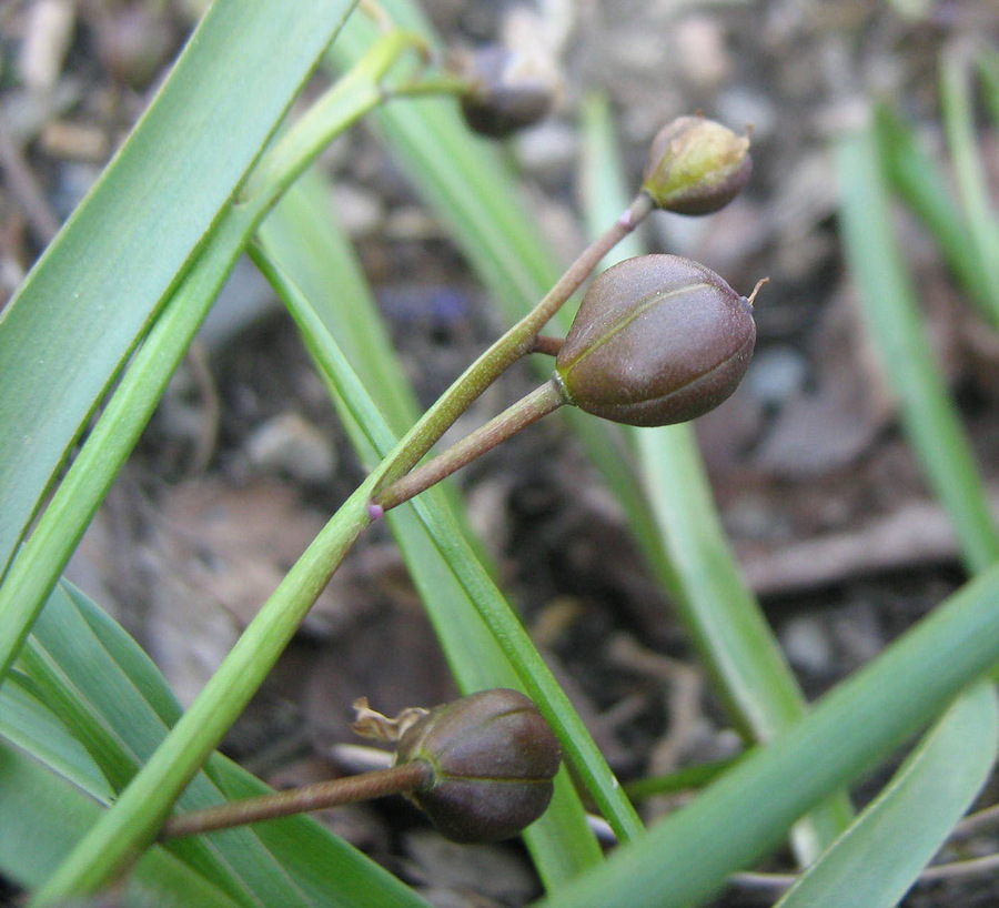 Изображение особи Scilla bifolia.