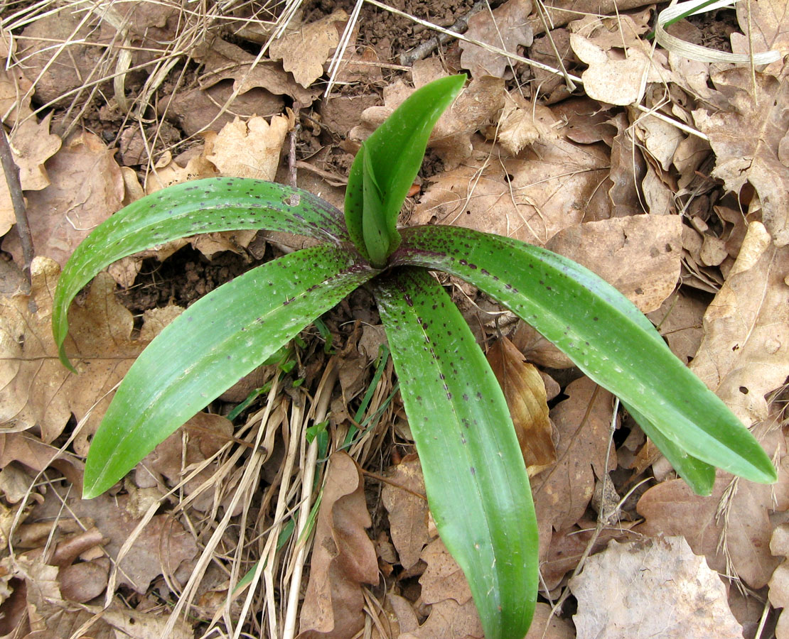 Изображение особи Orchis mascula.