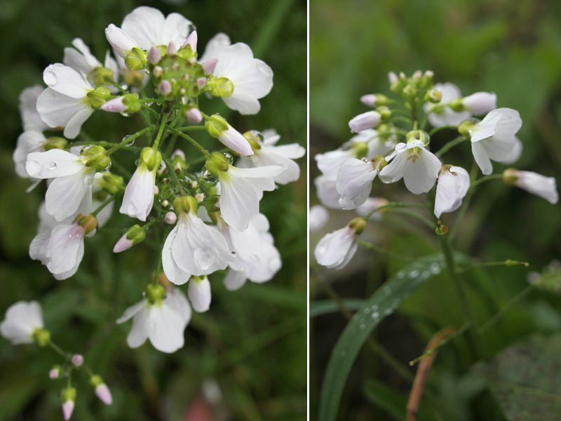 Image of Cardamine tenera specimen.