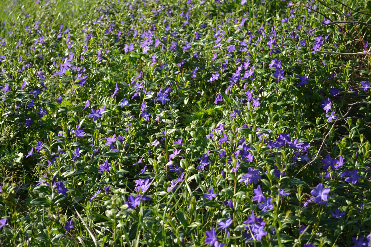 Image of Vinca herbacea specimen.