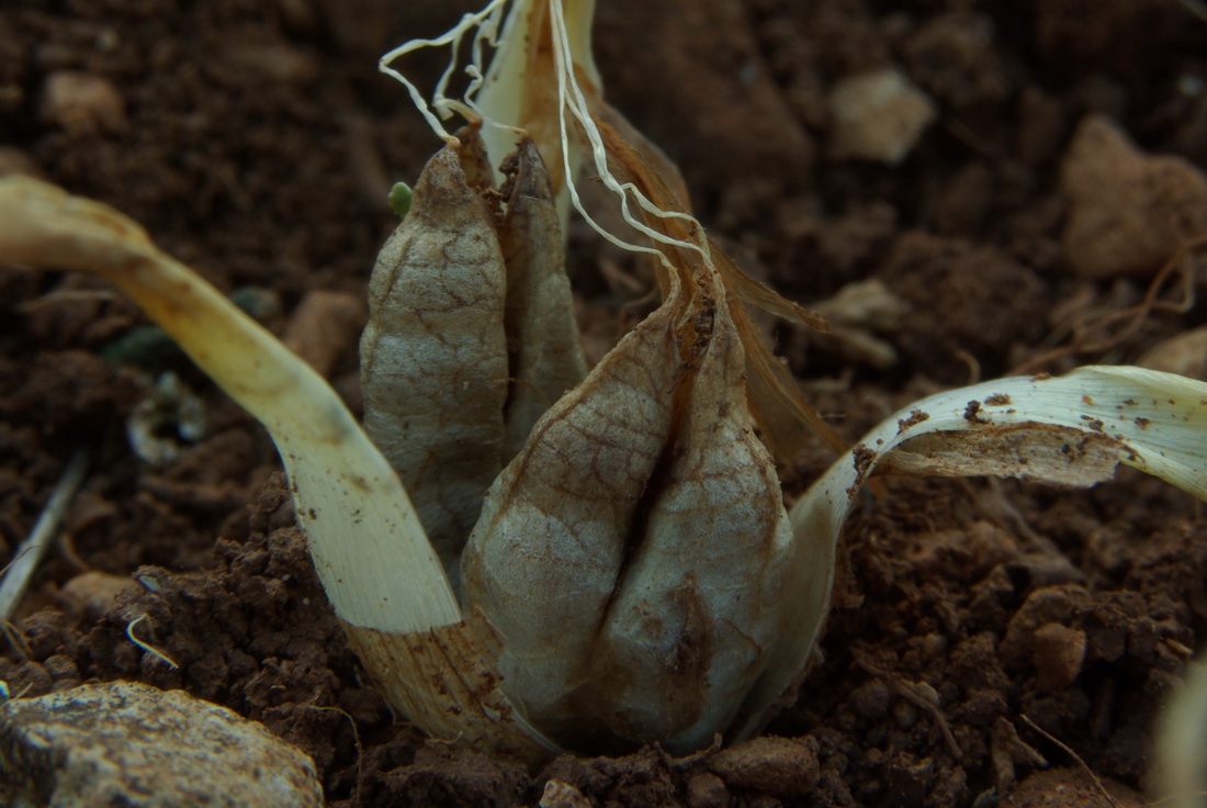 Изображение особи Colchicum triphyllum.