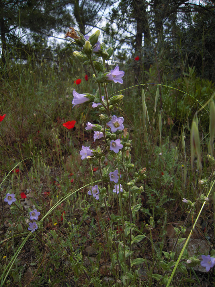 Image of Campanula lyrata specimen.