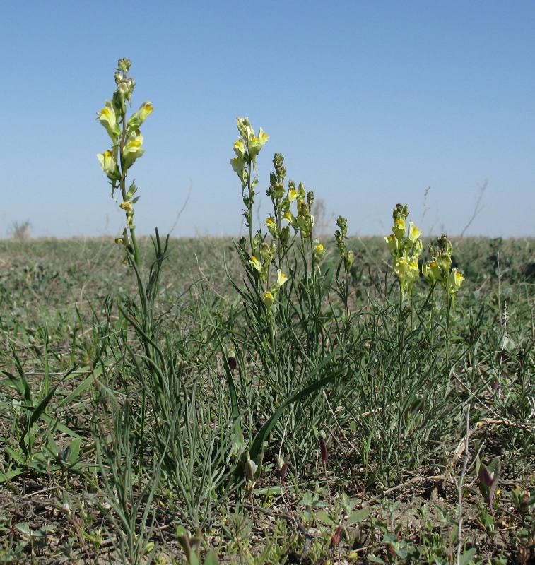 Image of Linaria incompleta specimen.