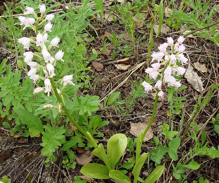 Изображение особи Orchis militaris.