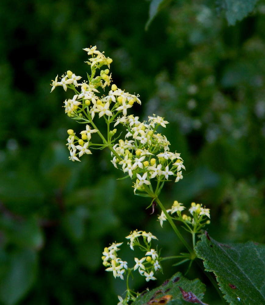 Изображение особи Galium × pomeranicum.