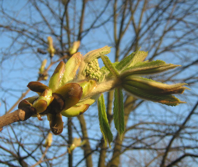 Изображение особи Aesculus hippocastanum.