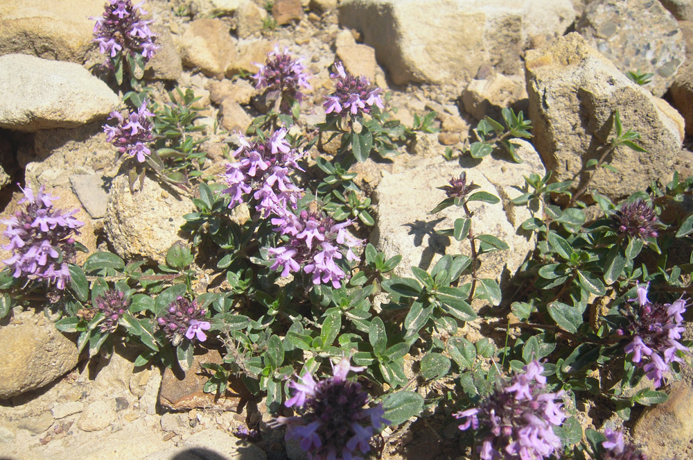 Image of Thymus pseudopulegioides specimen.