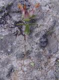 Rhinanthus schischkinii
