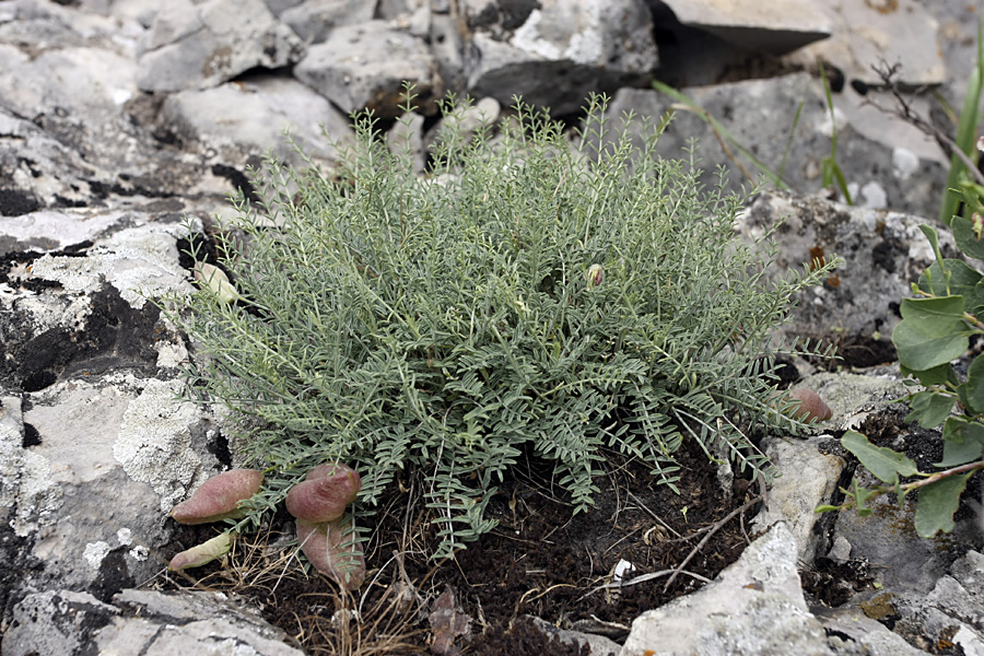 Изображение особи Astragalus pachyrrhizus.