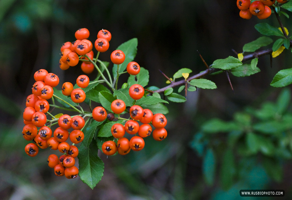 Image of Pyracantha coccinea specimen.