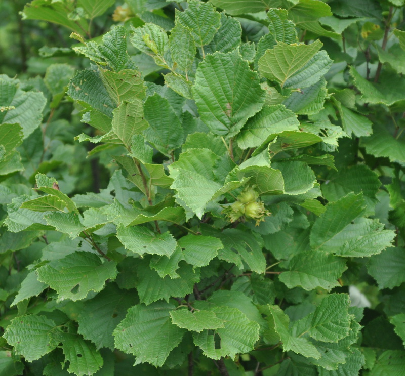 Image of Corylus heterophylla specimen.