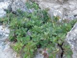 Cotinus coggygria. Растение на известняковых скалах. Крым, Тарханкутский п-ов, урочище Джангуль. 30.08.2012.