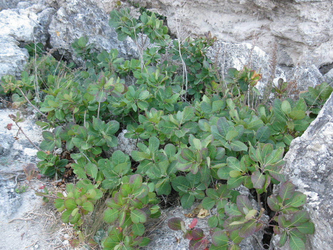 Image of Cotinus coggygria specimen.