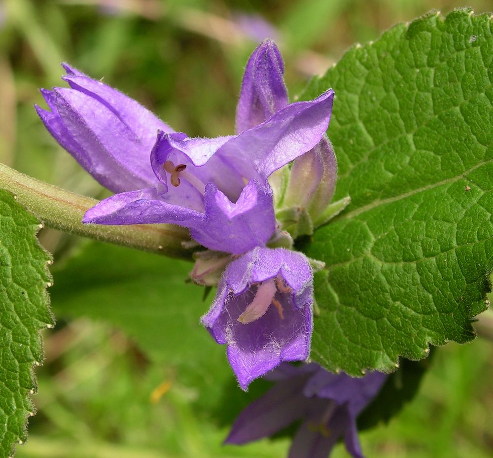 Image of Campanula cephalotes specimen.