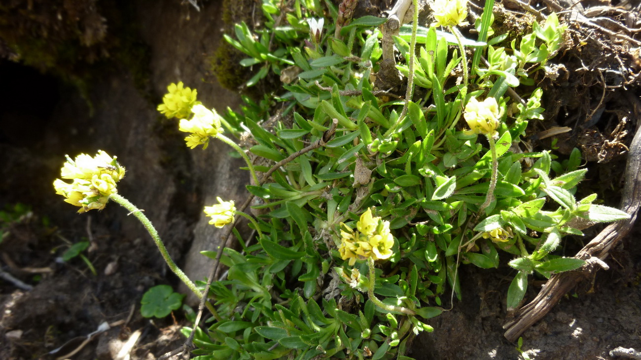 Изображение особи род Draba.