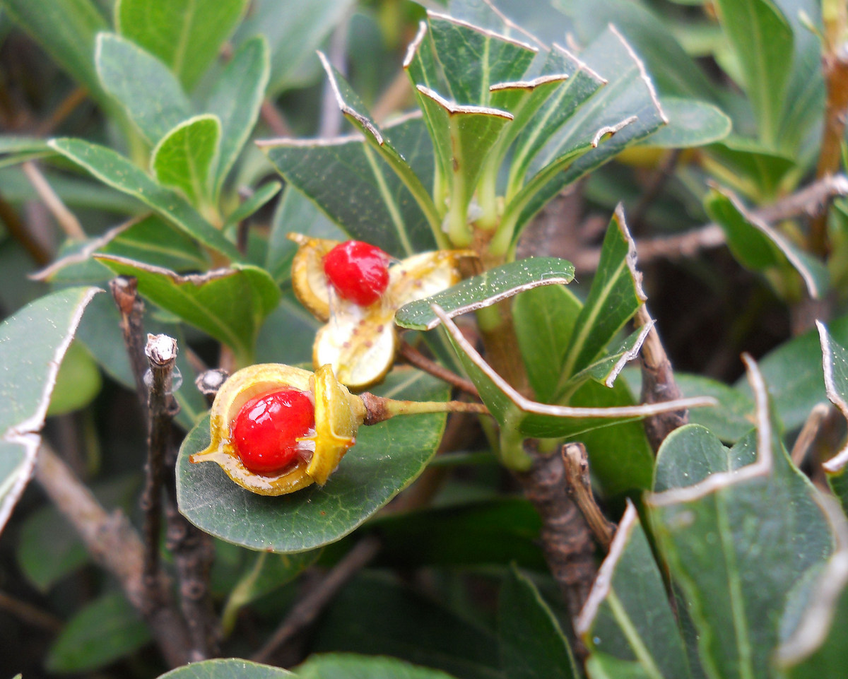 Image of Pittosporum heterophyllum specimen.