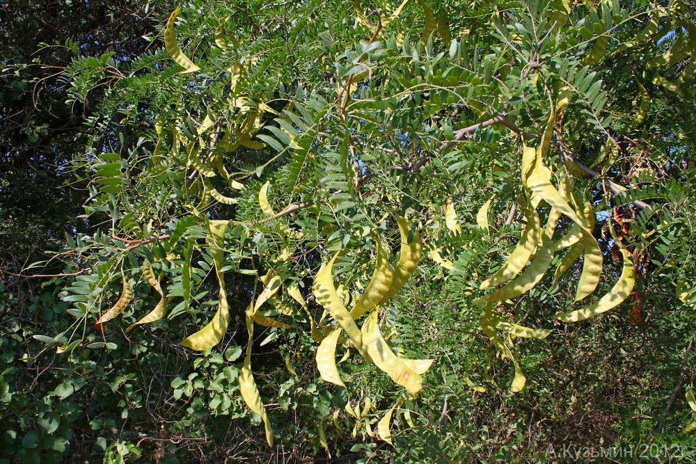 Image of Gleditsia triacanthos specimen.