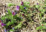 Echium plantagineum. Цветущее растение. Испания, Каталония, Жирона, Тосса-де-Мар, крепость Вила-Велья. 24.06.2012.